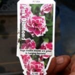 Pink Diamond Petunia