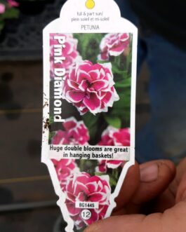Pink Diamond Petunia