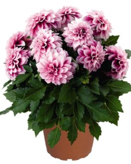Dahlias- 10″ Pot- (Assorted Colors)