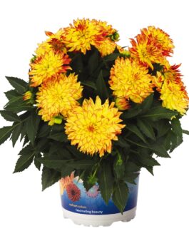 Dahlia – Hynoticas Icarus