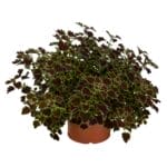 Coleus-Great Falls Niagara