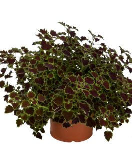 Coleus-Great Falls Niagara