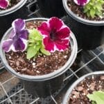 Crazy Cosmic Pink Petunia