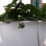 Strawberries - Hanging Basket