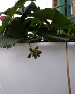 Strawberries – Hanging Basket