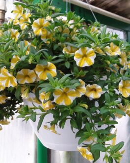 12″ Basket – Trailing Petunia