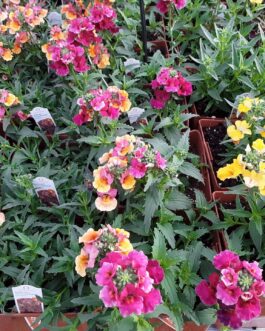 Nemesia – Assorted colors