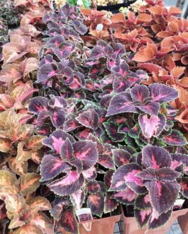 Coleus- Mainstreet- Assorted Colors
