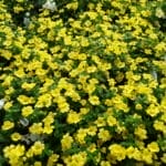 Mercodonia - Little Sunshine