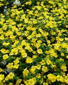 Mercodonia – Little Sunshine