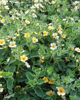 Goldstar Jamesbrittenia