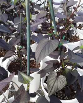 Ipomoea – Solar Tower