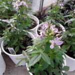 Cleome