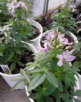 Cleome