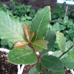 Bay Leaf- Laurel