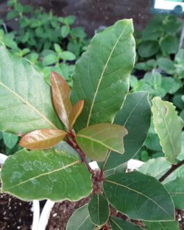 Bay Leaf- Laurel