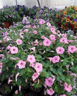 14″ Hanging Basket
