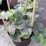 Cucumber- 7 gallon