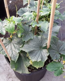 Cucumber- 7 gallon