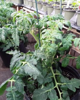Bush Tomato – 7 Gallon