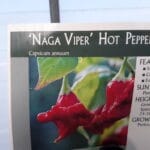 Naga - Hot Pepper