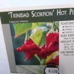 Trinidad Scorpion - Hot Pepper