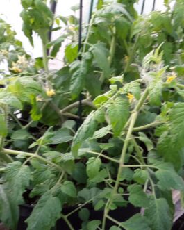 Cherry Tomato – 7 Gallon