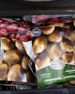 Seed Potato