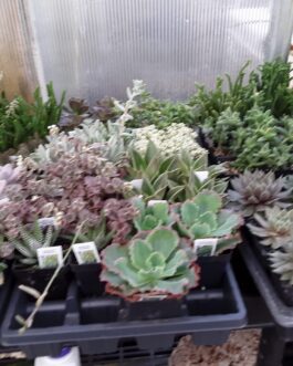 Succulents – (Huge selection over 1,000)