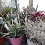 Succulents- Large Size