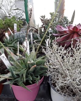 Succulents- Large Size