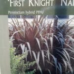 First Knight Grass