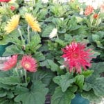 Gerbera daisy