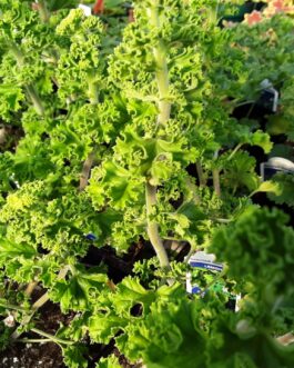 Scented Leaf Geranium