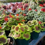 Geranium - Brocade Leaf Geranium