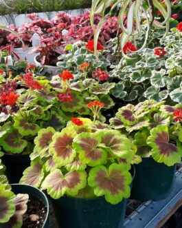 Geranium – Brocade Leaf Geranium