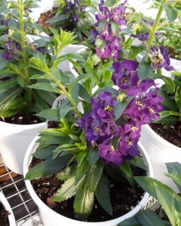 Sedum Prime Angelina