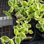 Hearts-N- Flowers - Varigated Leaf