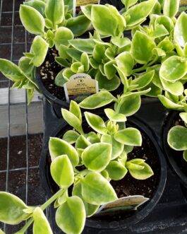 Hearts-N- Flowers – Varigated Leaf