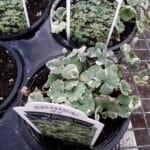 Varigated Creeping Charlie
