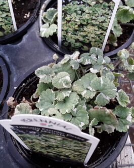 Varigated Creeping Charlie