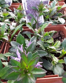 Scaveola Brillant Blue