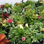 Annuals - 8" Mixed Pot