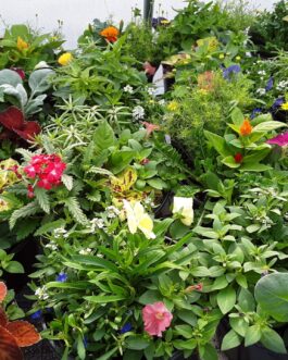 Annuals – 8″ Mixed Pot