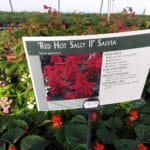 Salvia