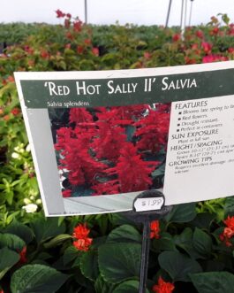 Salvia