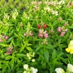 Dwarf Snapdragon