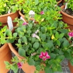 Annual - 10" Mixed Premium Planter