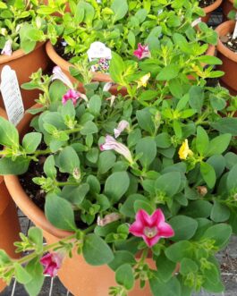 Annual – 10″ Mixed Premium Planter