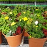 Annual - 10 " Mixed Pot